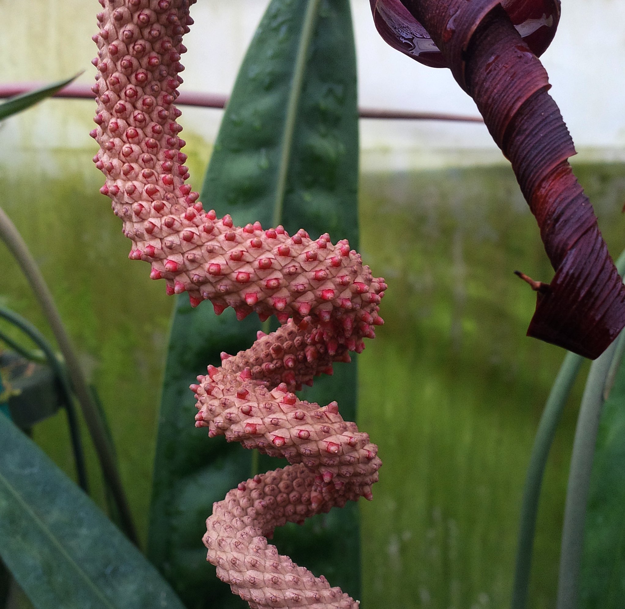Anthurium wendlingeri - velvet leaf, pendent Panamanian prize